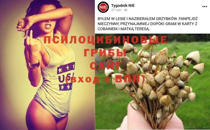 Псилоцибиновые грибы Psilocybe  Венёв 